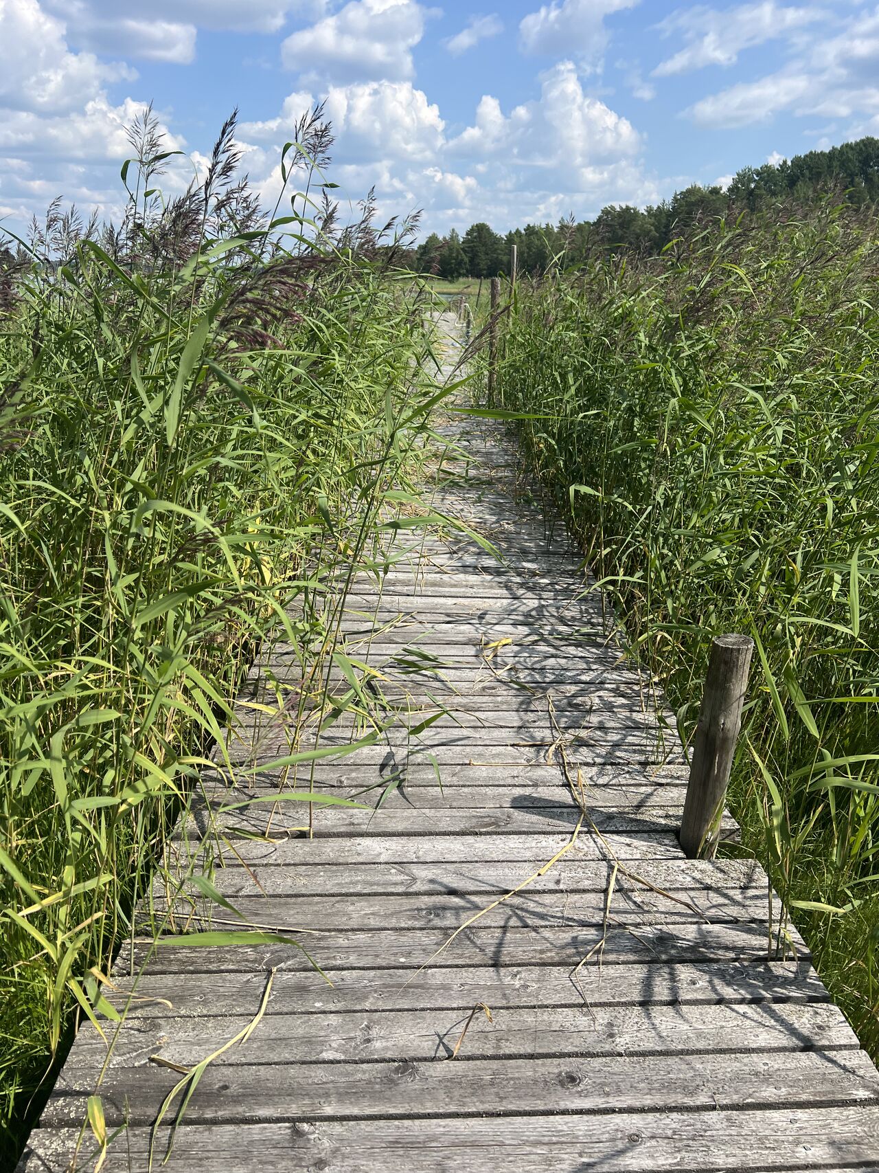 Kuva: Miksi luovuus katoaa hermoston ylivireessä?