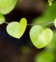 Kuva: Hermoston säätely ei ole vain itsensä hoitamista - vaan ylisukupolvista vaikuttamista